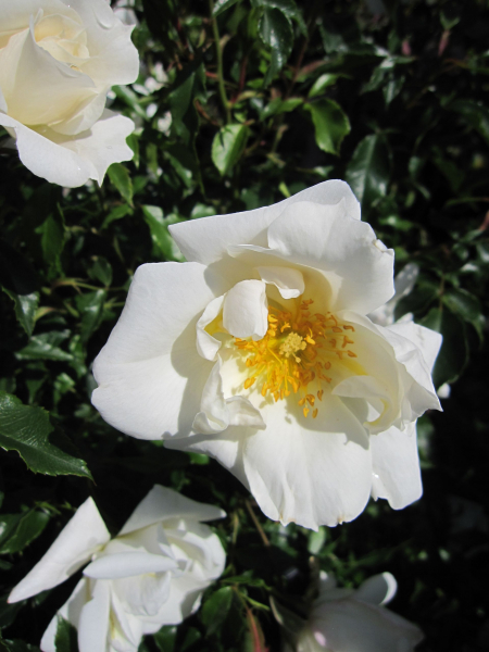 Strauchrose White Haze